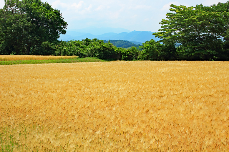 麦秋