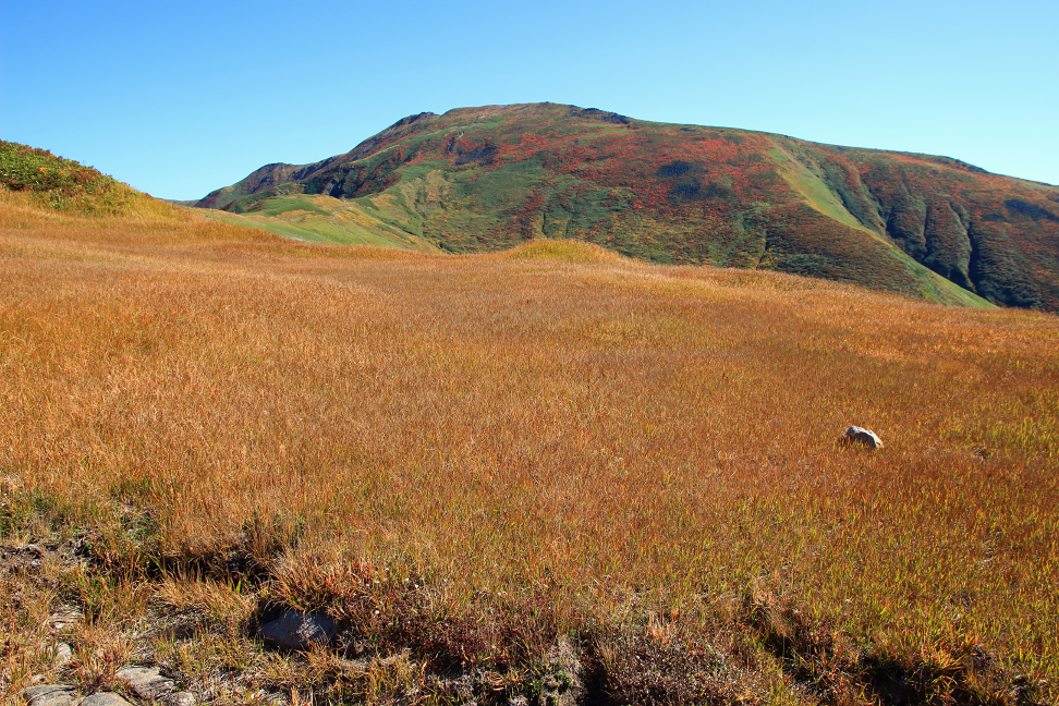 姥ヶ岳の草紅葉と月山