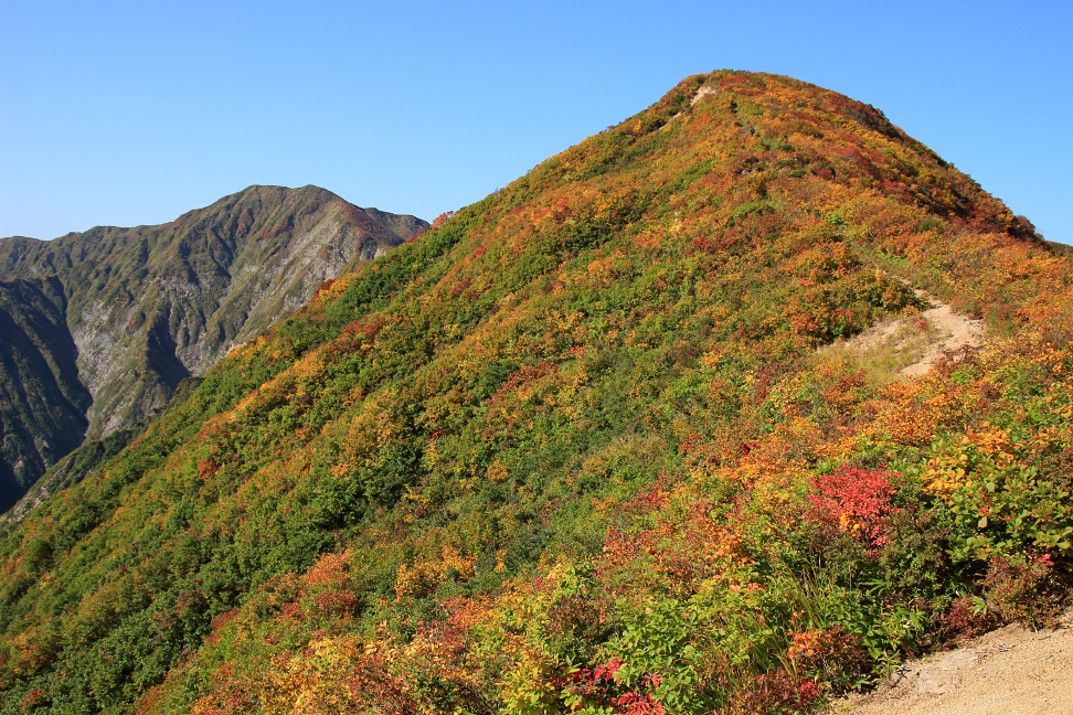 障子ヶ岳と紫ナデ