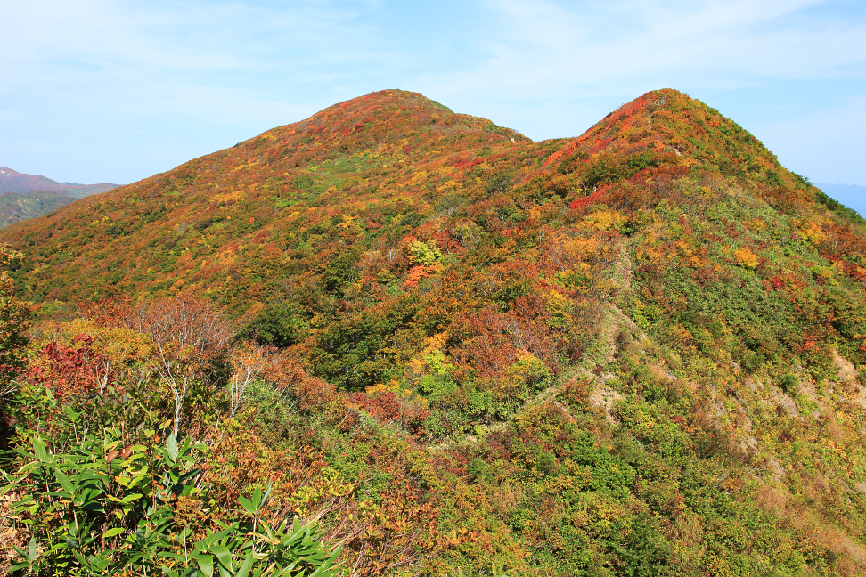 障子ヶ岳 紫ナデ
