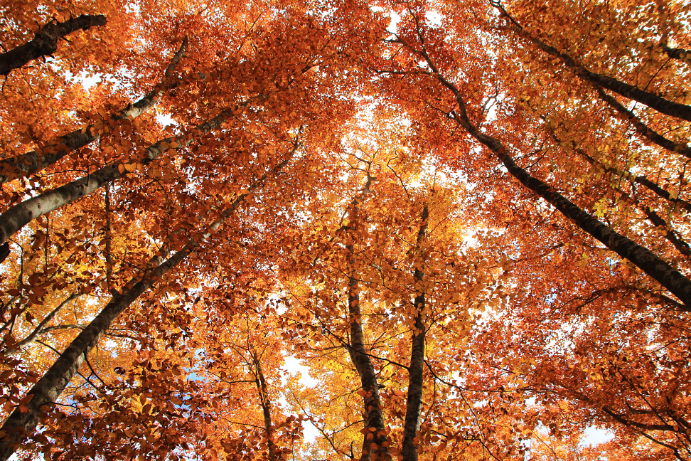 翁山 ブナ林の紅葉