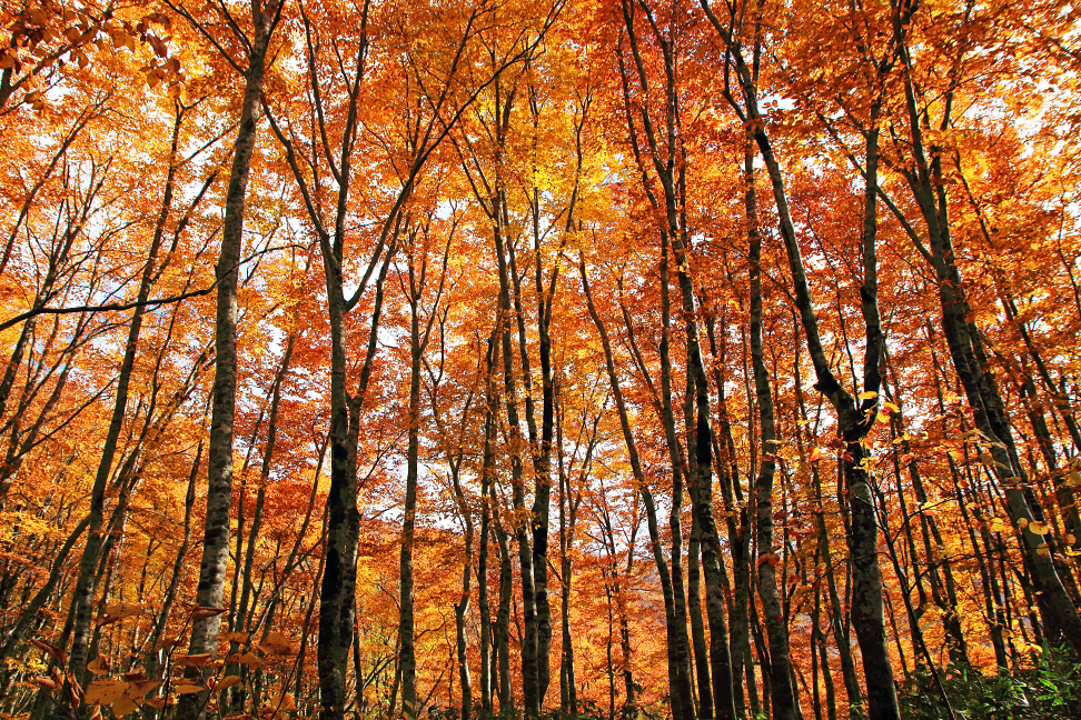 翁山 ブナ林の紅葉
