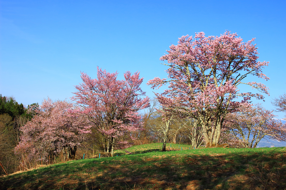 西蔵王放牧場のオオヤマザクラ（大山桜）