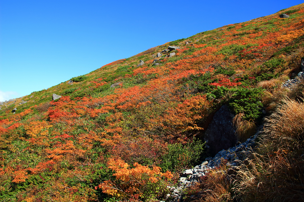 鍛冶月光の紅葉