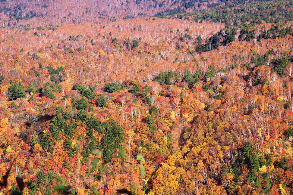 吾妻山の紅葉