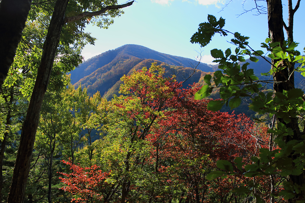豪士山：樹間から駒ヶ岳を望む