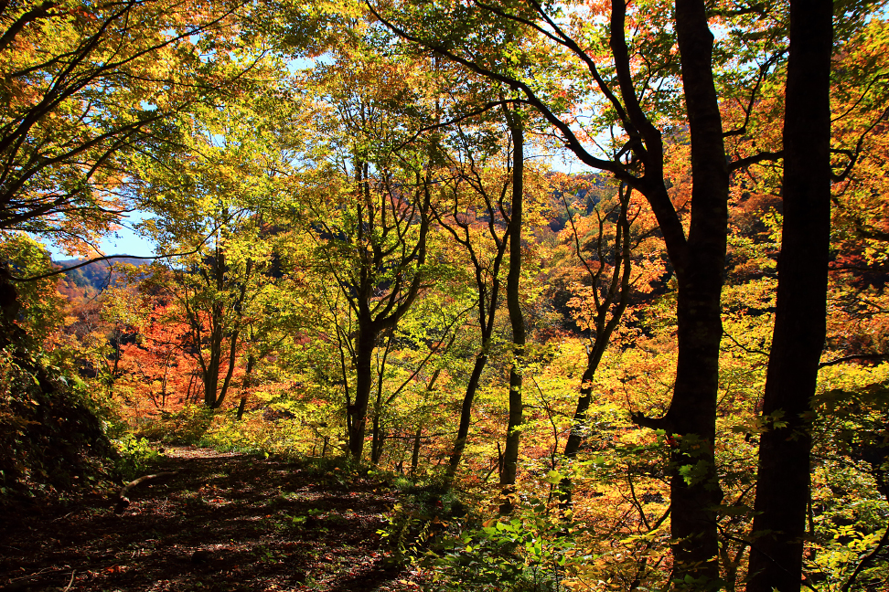 御所山林道の紅葉