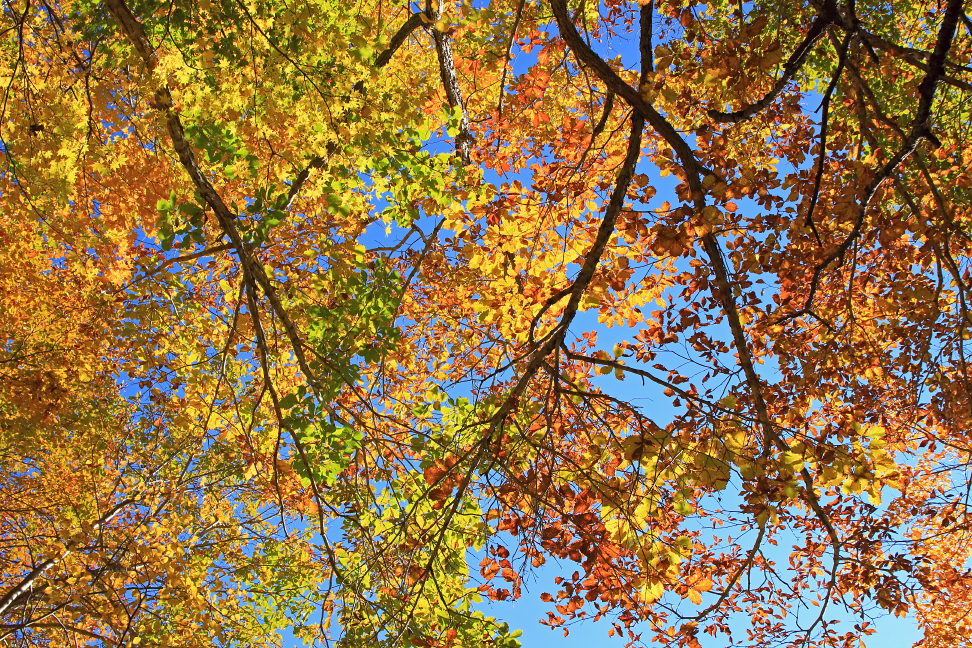 クラビコースの紅葉