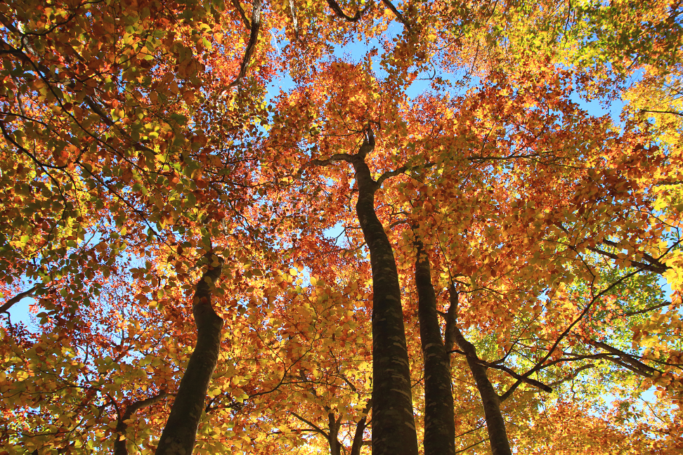駒ヶ岳登路の紅葉