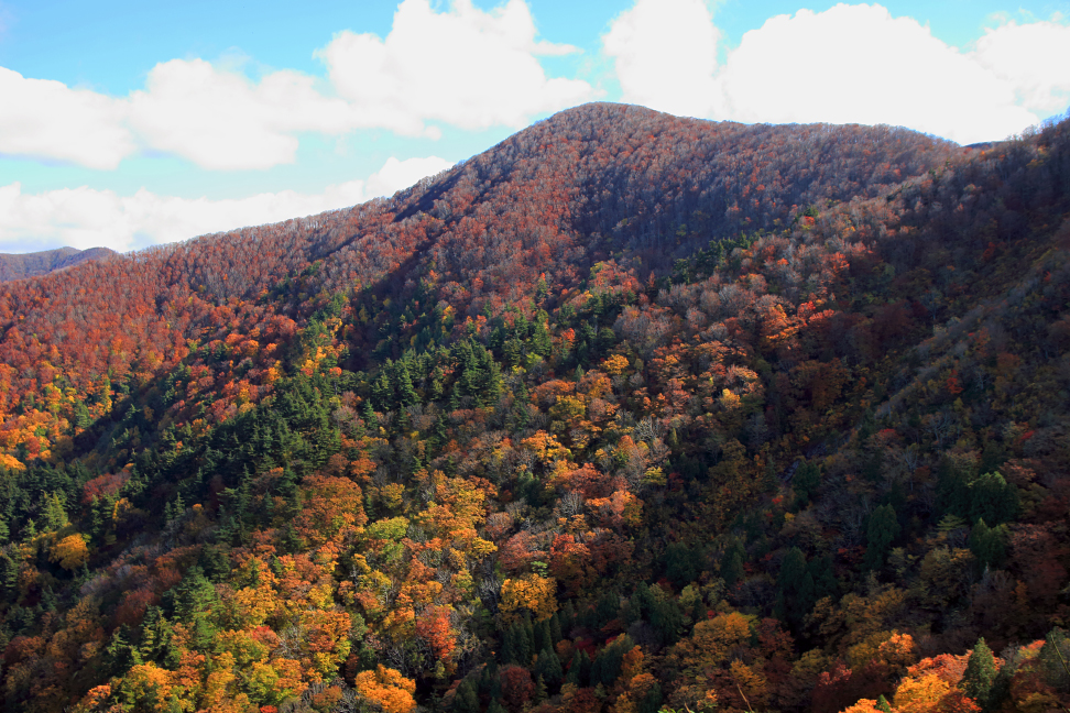 紅葉の駒ヶ岳