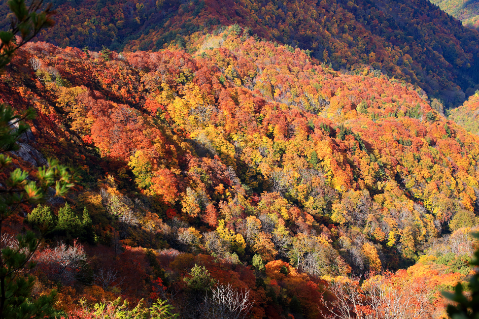 紅葉の最盛期
