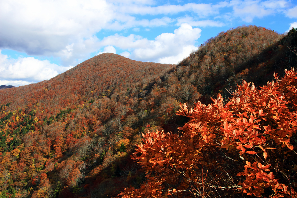紅葉の駒ヶ岳