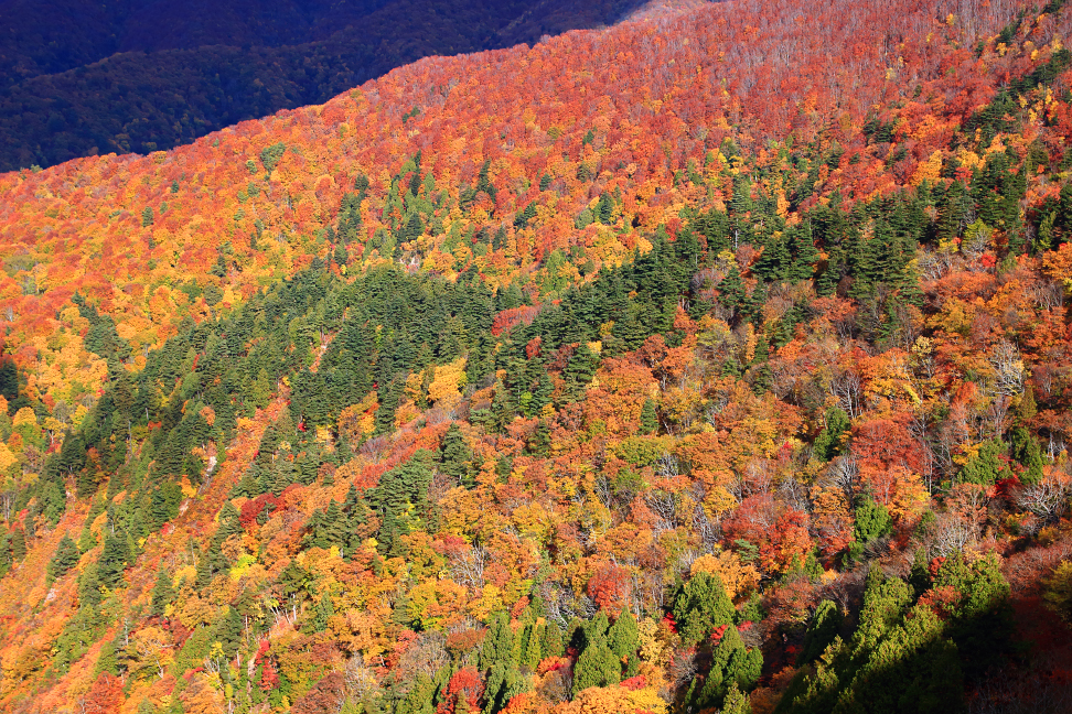 紅葉の駒ヶ岳北稜
