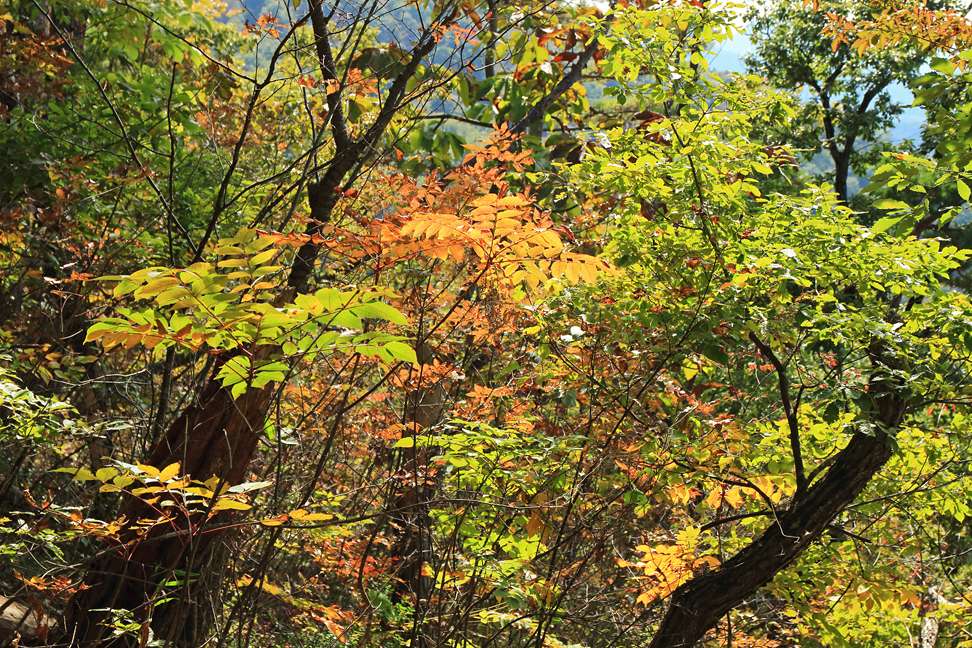 大岡山